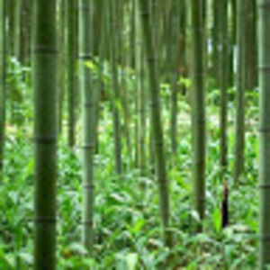 Meet your Posher, Z.